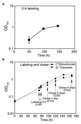 Dynamism of Metabolic Carbon Flow of Starch and Lipids in Chlamydomonas debaryana